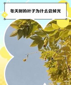冬天树叶为什么掉光 冬天树叶为什么掉光
