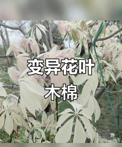 什么花花叶会变色的 什么花花叶会变色的