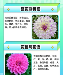 大丽花一年能开几次花 大丽花一年能开几次花