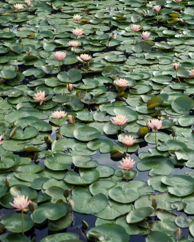 水中花有哪些植物 水中花有哪些植物