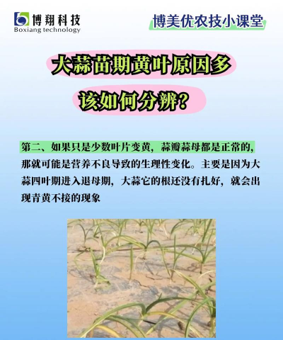 大蒜幼苗叶子发黄怎么办 大蒜幼苗叶子发黄怎么办