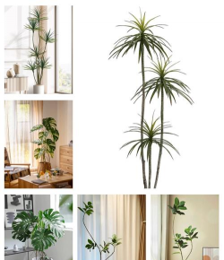 什么绿植合适室内种 什么绿植合适室内种