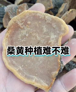 我想种植桑黄怎么种植呢 我想种植桑黄怎么种植呢