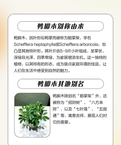 鸭脚木什么科的植物 鸭脚木什么科的植物