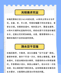 如何养盆栽玫瑰花 如何养盆栽玫瑰花