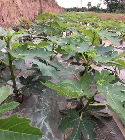 无花果怎样扦插 无花果怎样扦插