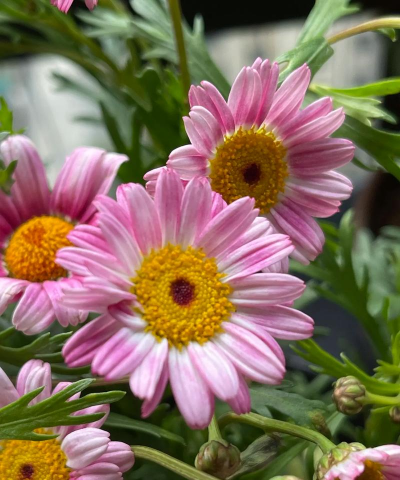 家里为什么不能养玛格丽特花 家里为什么不能养玛格丽特花