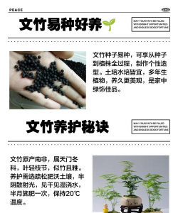文竹怎么种子怎么种植 文竹怎么种子怎么种植