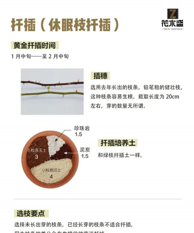 怎么扦插月季花成活率比较高 怎么扦插月季花成活率比较高