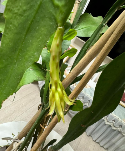 家里养昙花吉利吗 家里养昙花吉利吗