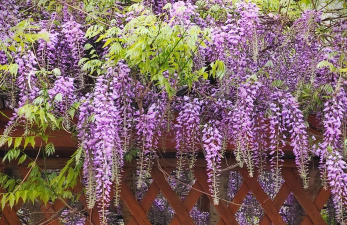 紫色串花有哪些 紫色串花有哪些