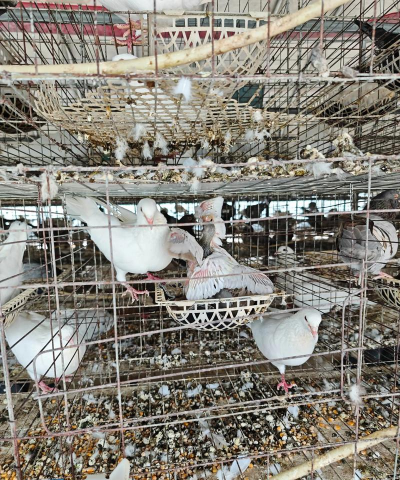 鸽子的养殖技术 鸽子的养殖技术