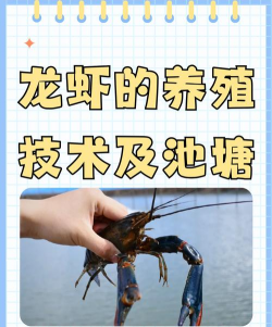 小龙虾养殖的技术 小龙虾养殖的技术