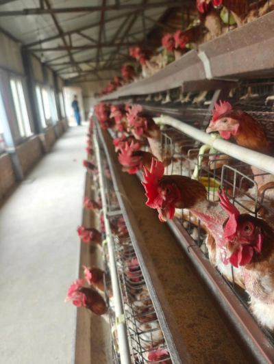 养蛋鸡技术 养蛋鸡技术