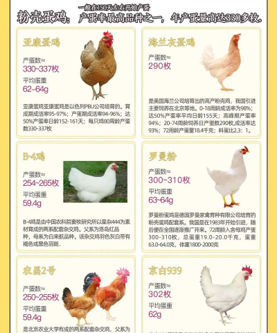 蛋鸡的品种 蛋鸡的品种