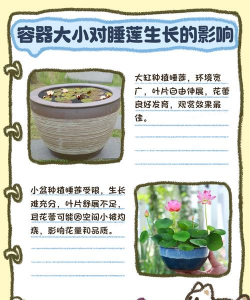 泥土栽睡莲为什么叶 泥土栽睡莲为什么叶