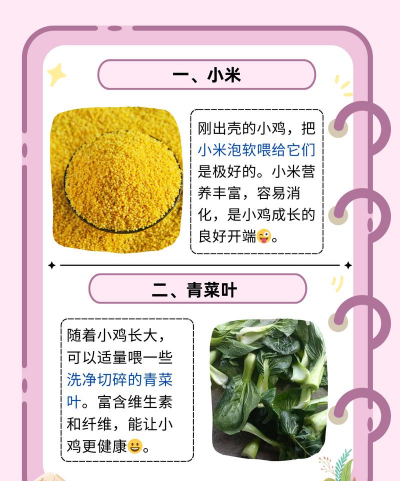 小鸡能吃什么 小鸡能吃什么