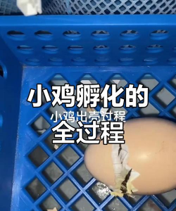 小鸡育雏技术 小鸡育雏技术