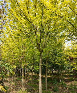 复叶槭什么时候剪枝 复叶槭什么时候剪枝