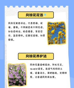 风铃花有哪些特征 风铃花有哪些特征