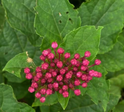 臭牡丹是什么科植物 臭牡丹是什么科植物