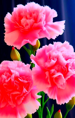 康乃馨花有哪些颜色 康乃馨花有哪些颜色