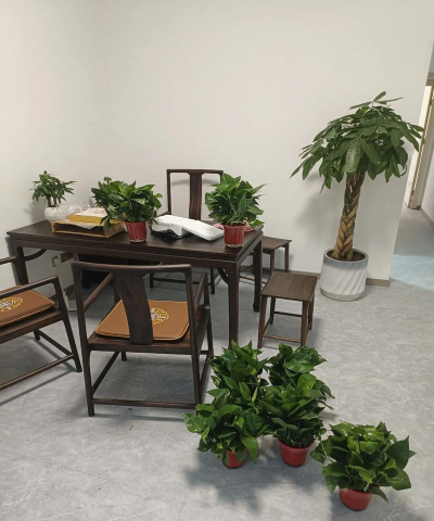 店面里适合养什么植物 店面里适合养什么植物