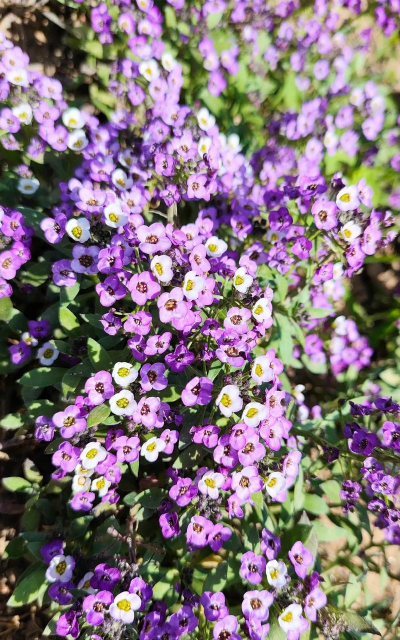 紫颜色有哪些花 紫颜色有哪些花