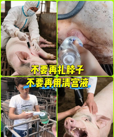 母猪产后奶水少怎么办 母猪产后奶水少怎么办