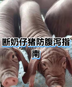 断奶小猪拉稀怎么办 断奶小猪拉稀怎么办