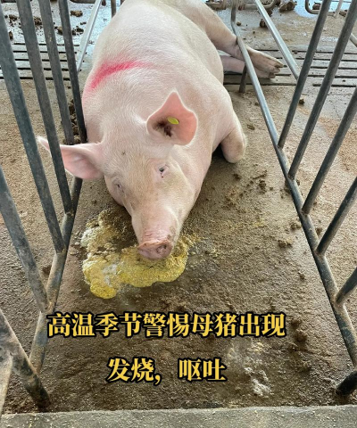 母猪高烧不退怎么办 母猪高烧不退怎么办