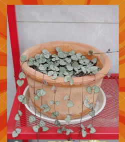 爱之蔓需要什么肥料 爱之蔓需要什么肥料