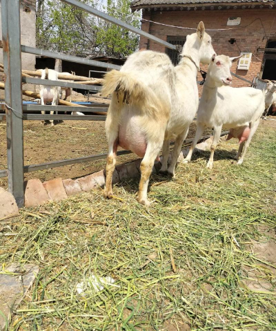 奶羊什么品种好 奶羊什么品种好