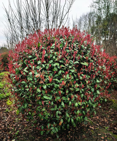 红叶石楠盆栽用什么土 红叶石楠盆栽用什么土