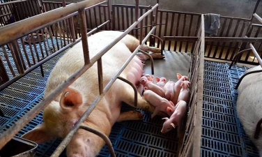 母猪发情是怎样调节的 母猪发情是怎样调节的