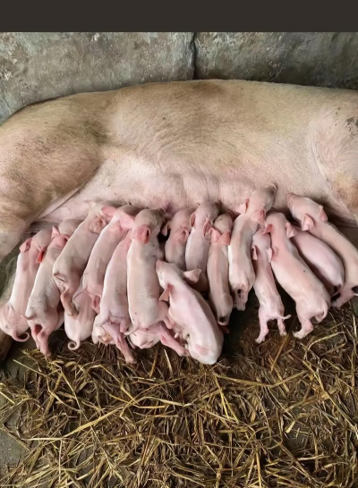 哺乳仔猪拉稀的原因有哪些? 哺乳仔猪拉稀的原因有哪些?