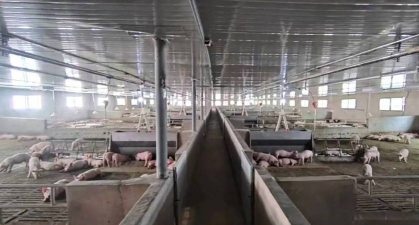 在猪场建设上,现代规模养猪应具有什么样的生产特点? 在猪场建设上,现代规模养猪应具有什么样的生产特点?