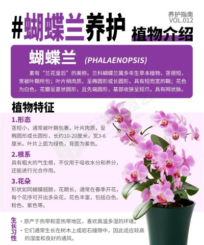 蝴蝶兰的养护 蝴蝶兰的养护
