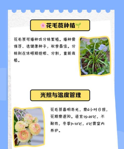 花毛莨的养护 花毛莨的养护