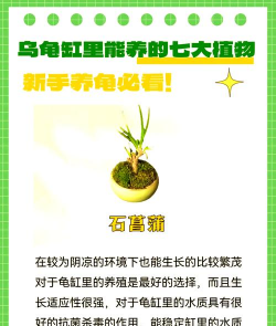 龟缸要种植物吗怎么种植 龟缸要种植物吗怎么种植