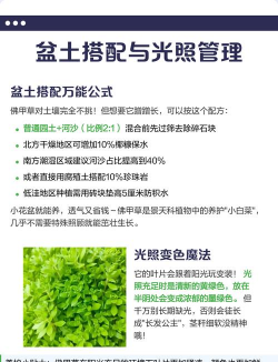 佛甲草的养护 佛甲草的养护