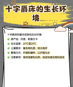 十字爵床的养护技巧 十字爵床的养护技巧