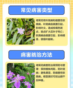 亮叶鸢尾的养护技巧 亮叶鸢尾的养护技巧