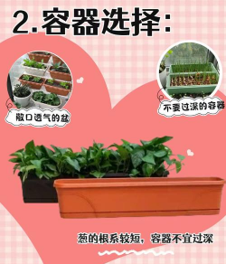 种植园的小葱怎么种植的 种植园的小葱怎么种植的