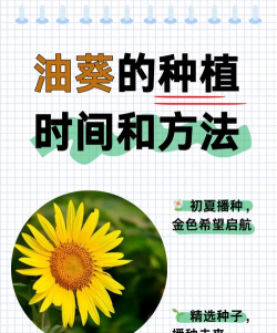 盆栽种植油葵怎么种植好 盆栽种植油葵怎么种植好