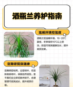 酒瓶兰养护要点 酒瓶兰养护要点