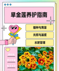 旱金莲养护要点 旱金莲养护要点