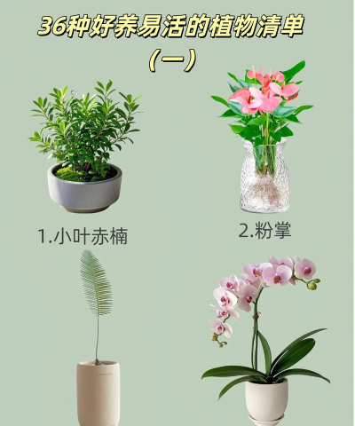 小盆种植绿植怎么种植好 小盆种植绿植怎么种植好