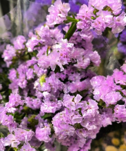 勿忘我什么季节开花 勿忘我什么季节开花