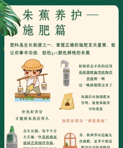 朱蕉的养护要点 朱蕉的养护要点